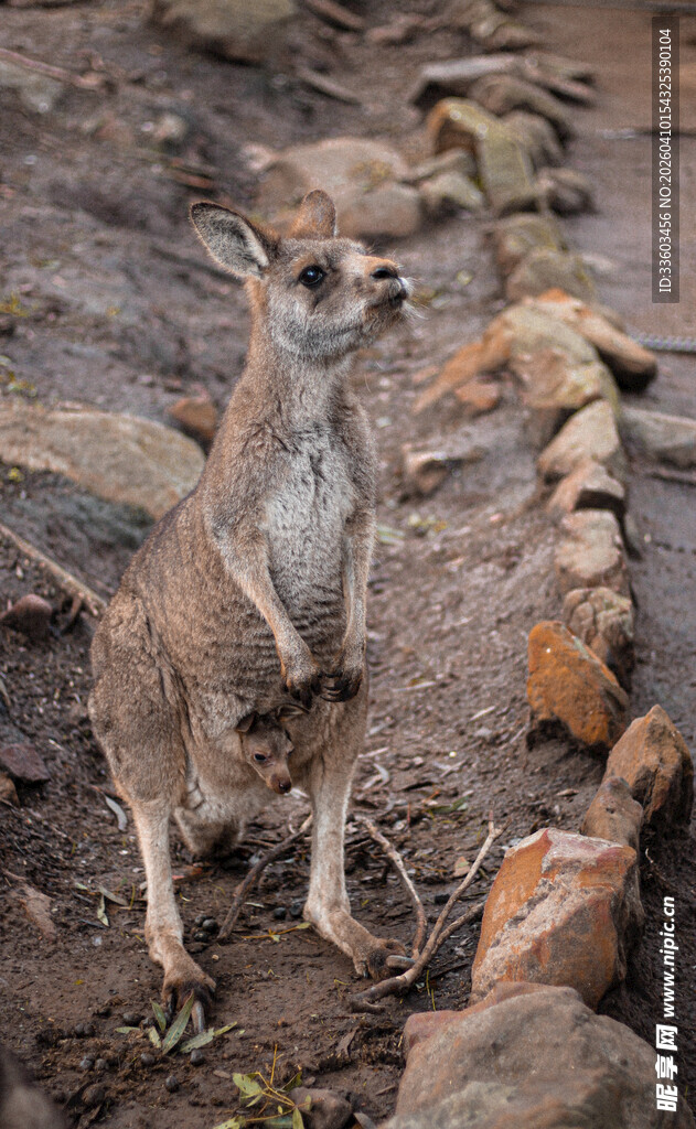 两只狐獴站立在石堆旁