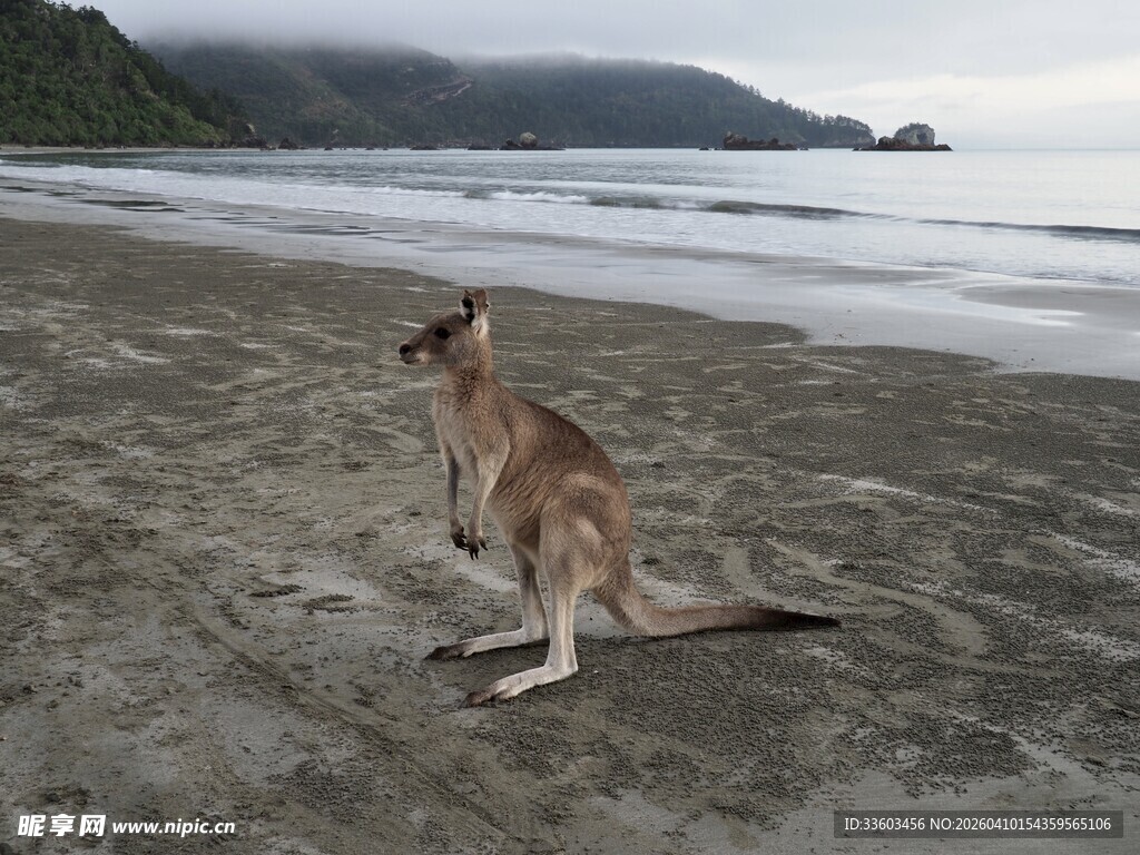 海滩上的袋鼠