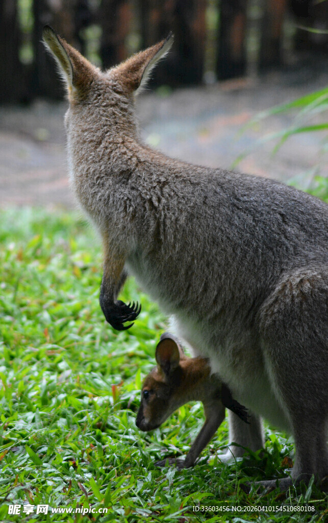 草地上的袋鼠母子