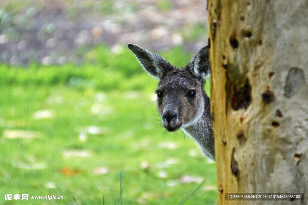 袋鼠从树干后好奇张望