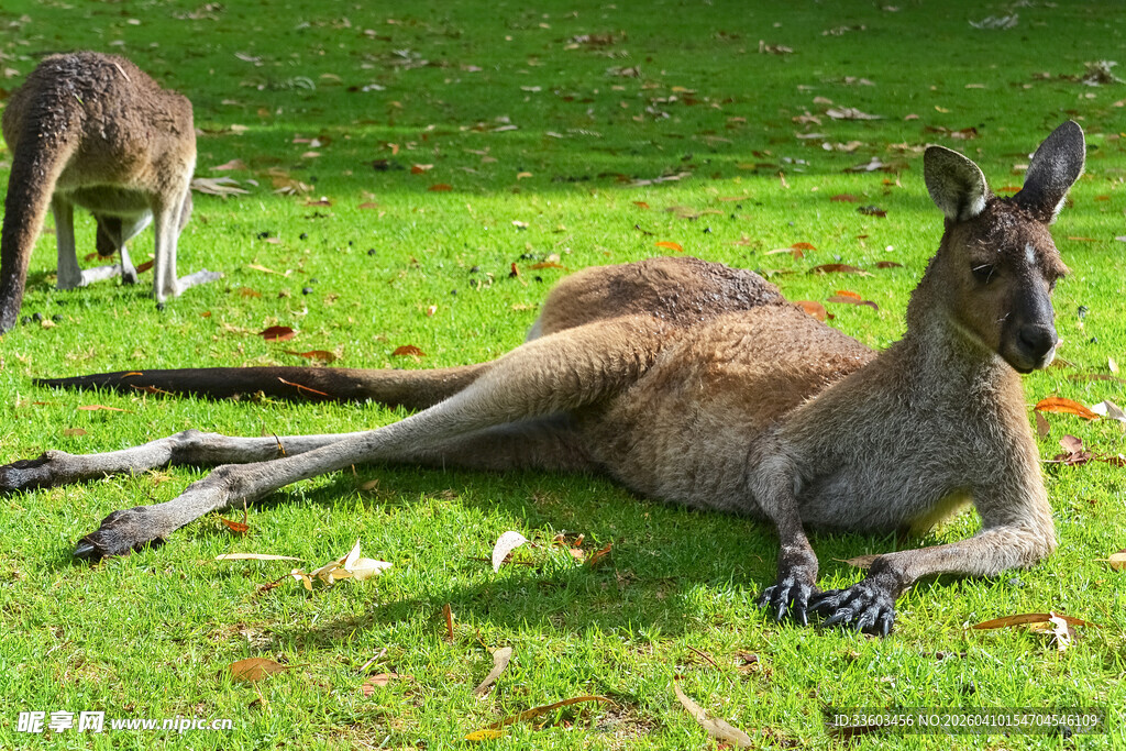 草地上休憩的袋鼠