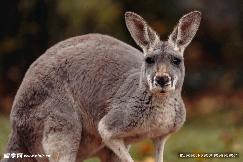站立的灰袋鼠
