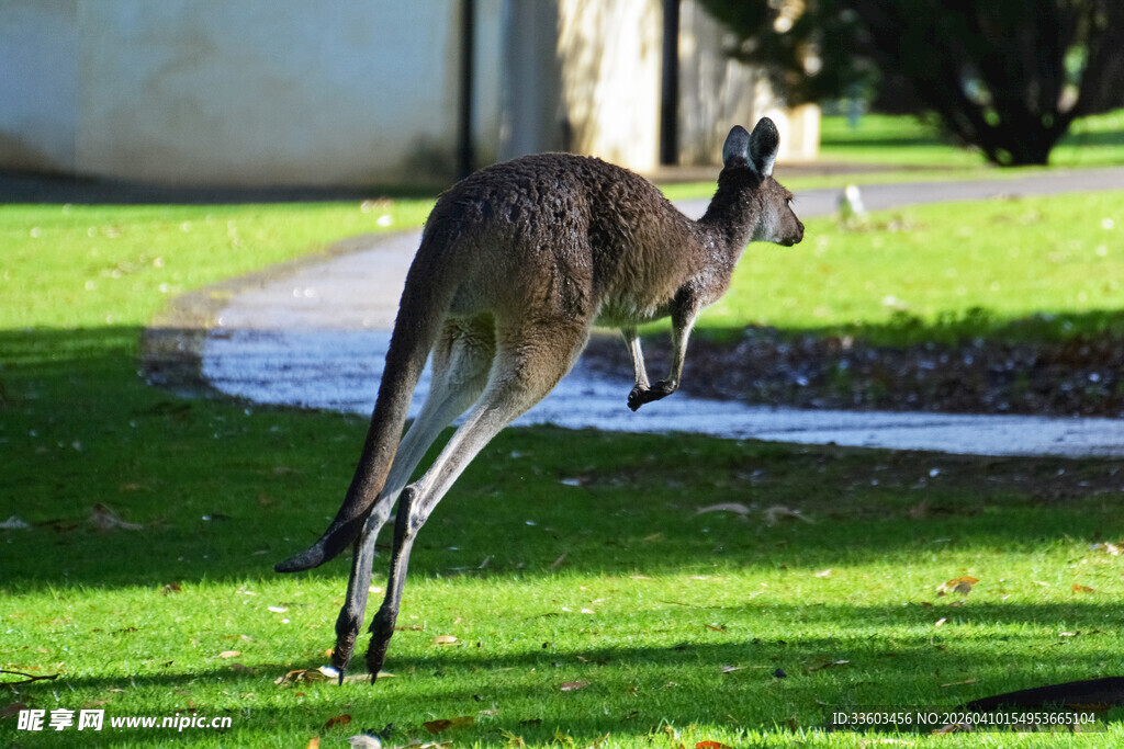 草地上跳跃的袋鼠