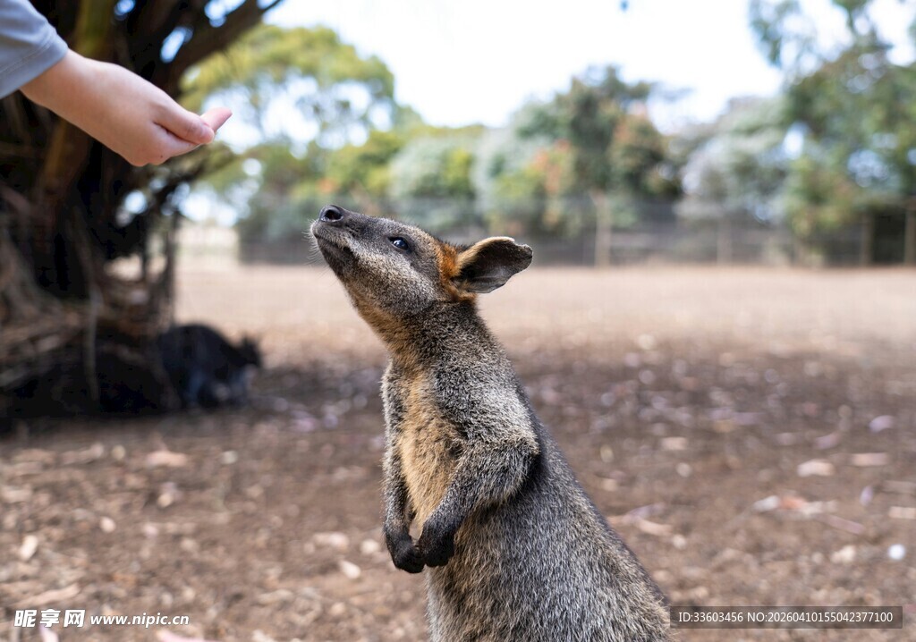 人喂袋鼠的温馨瞬间