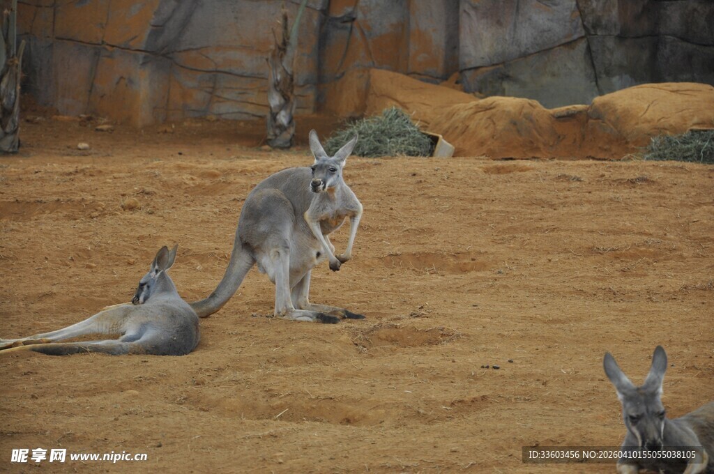 袋鼠在户外休憩场景