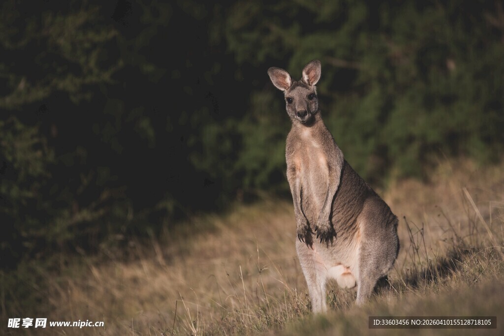 站立的袋鼠于草地林间