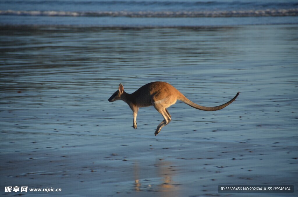 海滩上跳跃的袋鼠