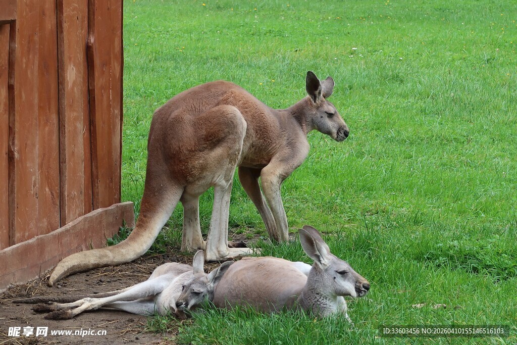 袋鼠母子在户外亲密互动