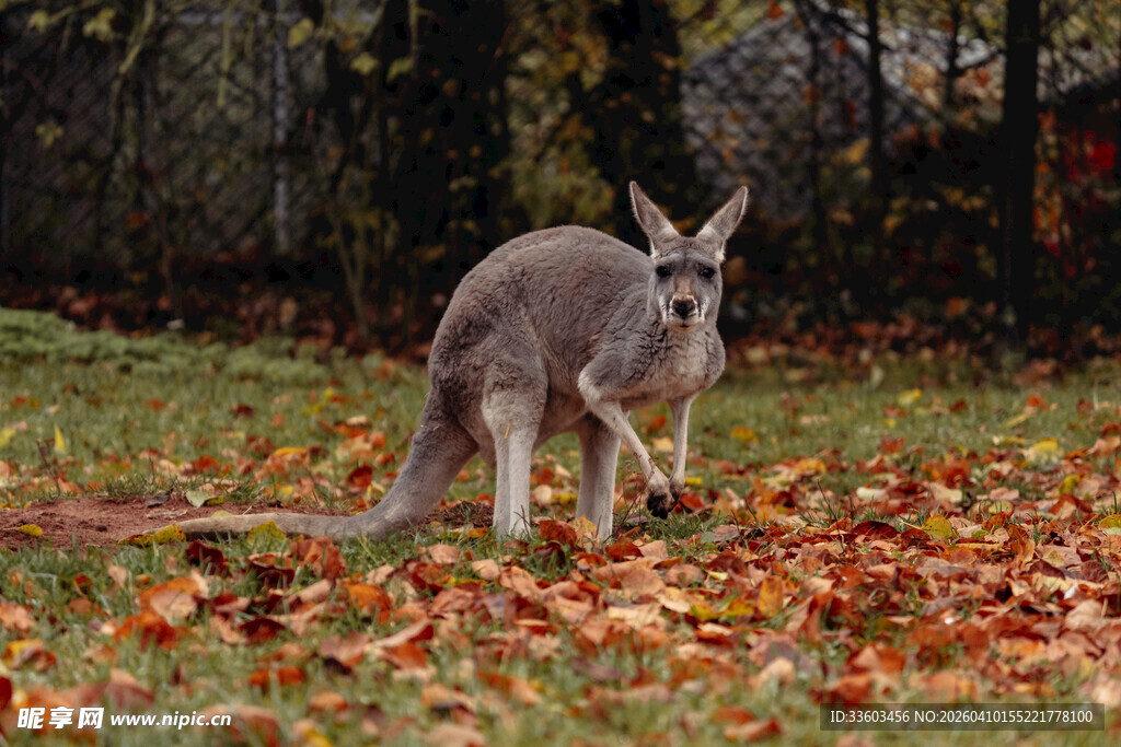 草地上的袋鼠