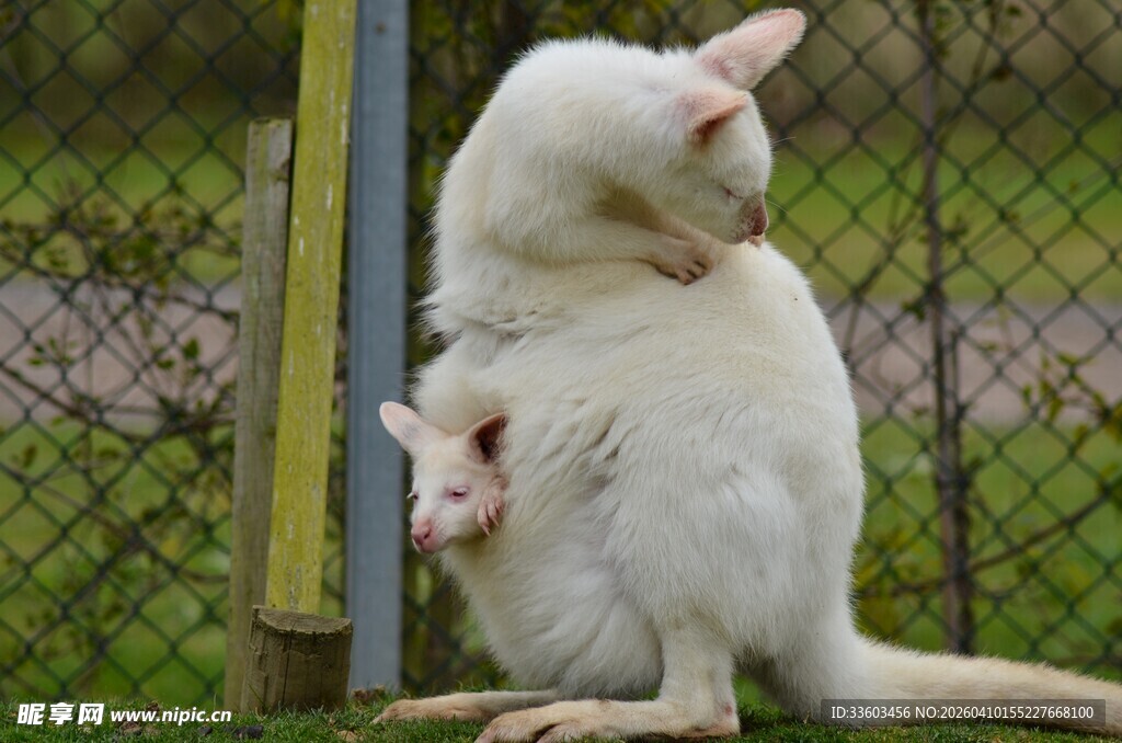母子袋鼠依偎在围栏旁