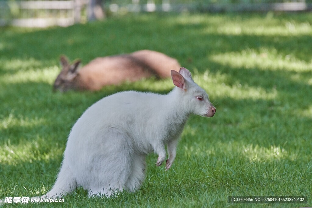 草地上的白袋鼠与松鼠
