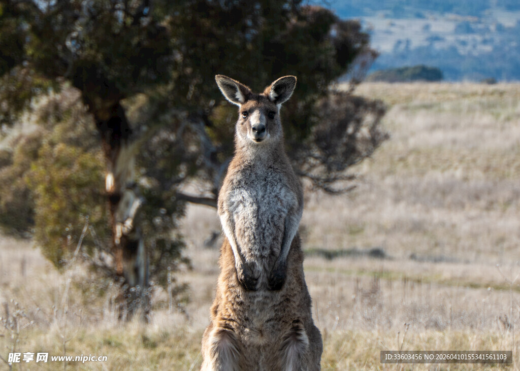 站立在野外的袋鼠