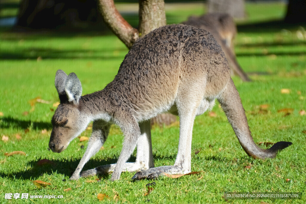 草地上的袋鼠