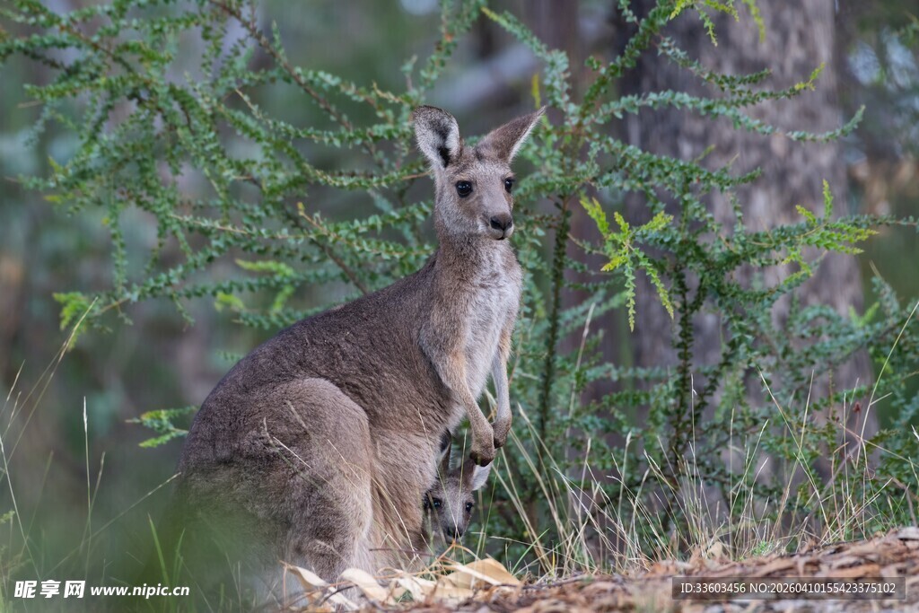 野外林中的一只袋鼠