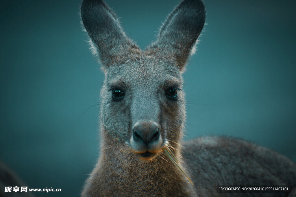 直视镜头的灰袋鼠