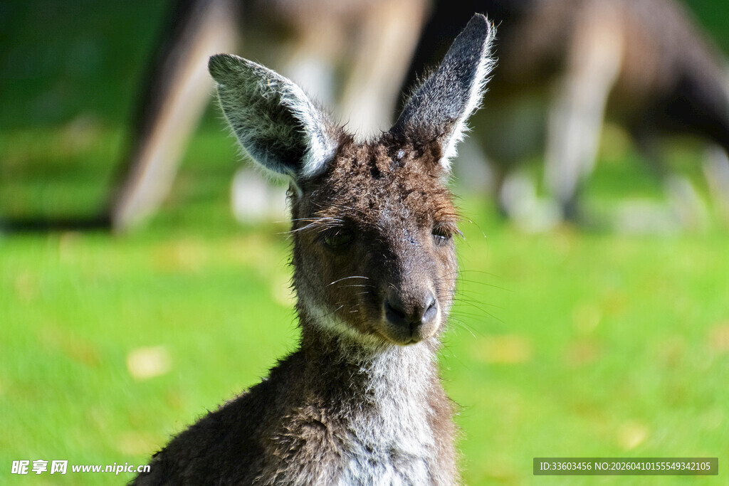 草地上的袋鼠
