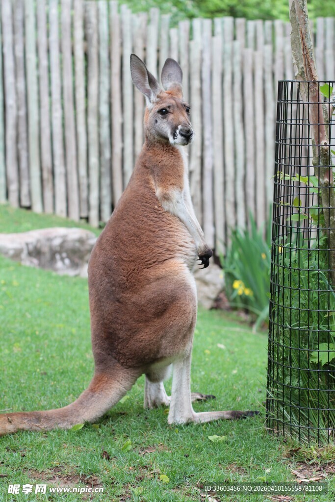 袋鼠母子于草地围栏旁