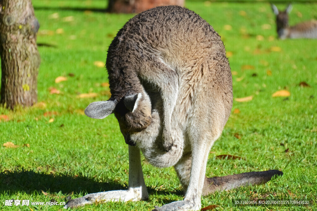 草地上的袋鼠