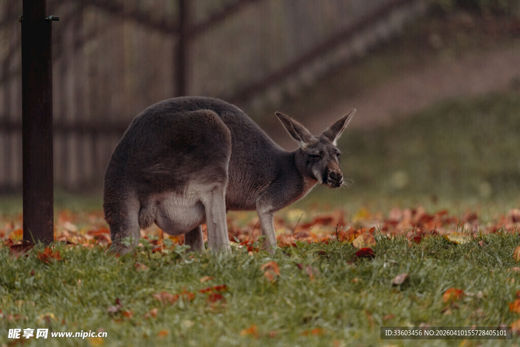 草地上的袋鼠