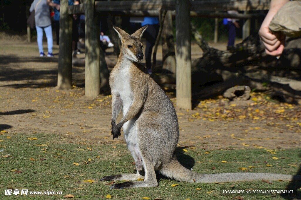 站立的袋鼠与人互动