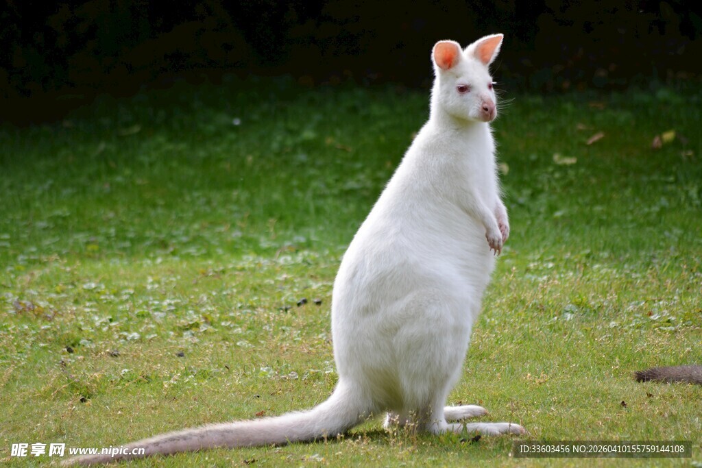 白色袋鼠站立于绿草地