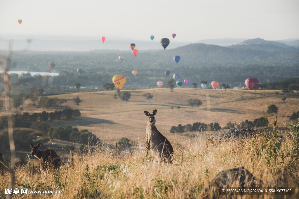 草原上站立眺望的袋鼠