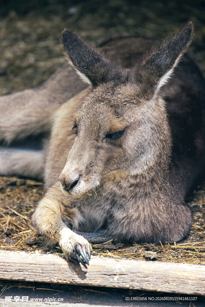 休憩中的袋鼠