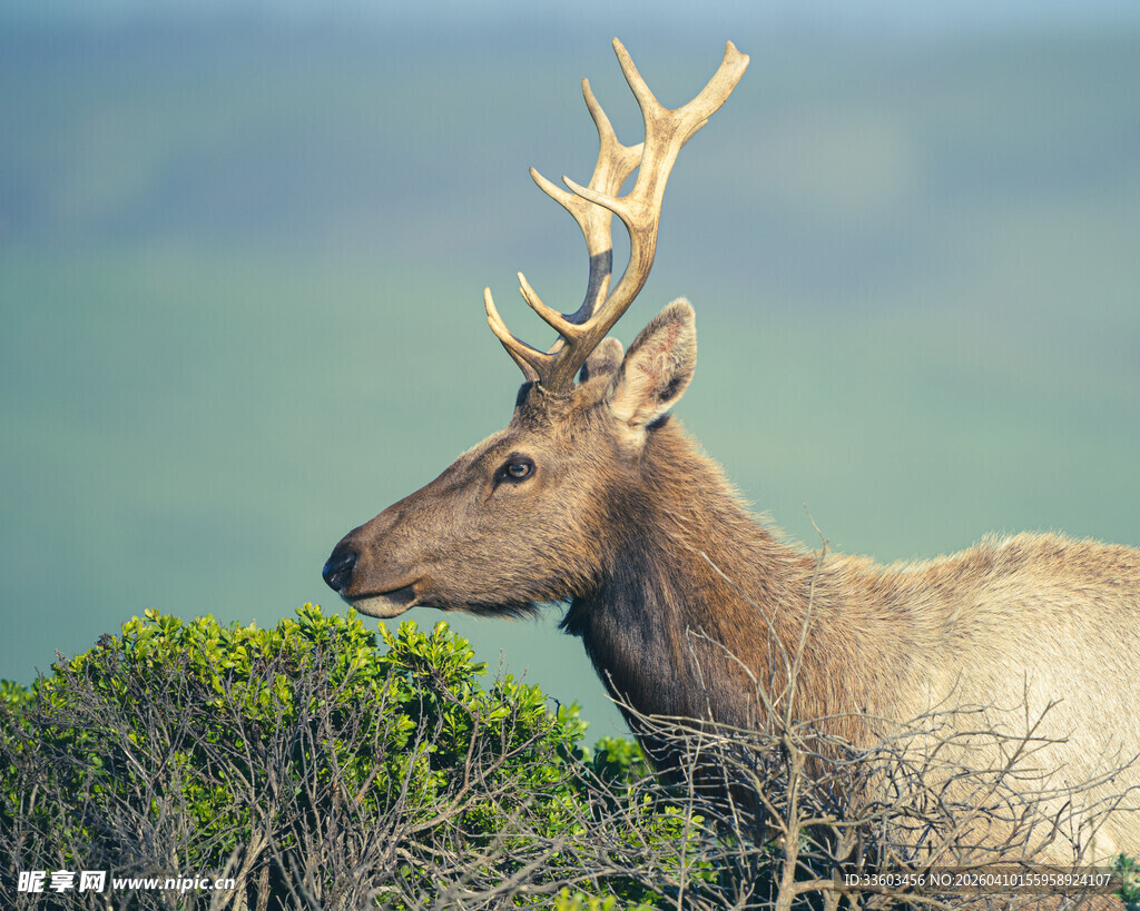 野外站立的雄伟麋鹿