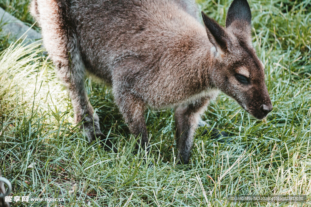 草地上的袋鼠