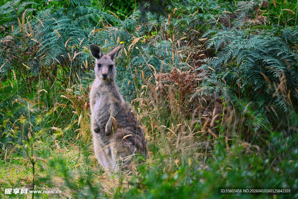 站立在草丛中的袋鼠