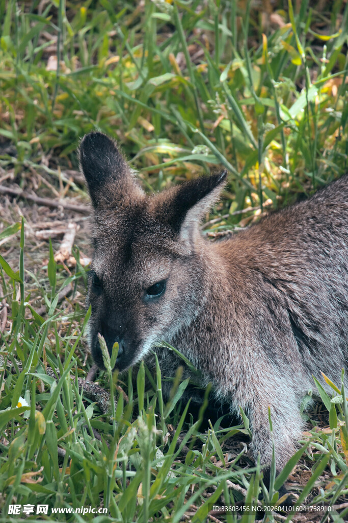 草地上的袋鼠