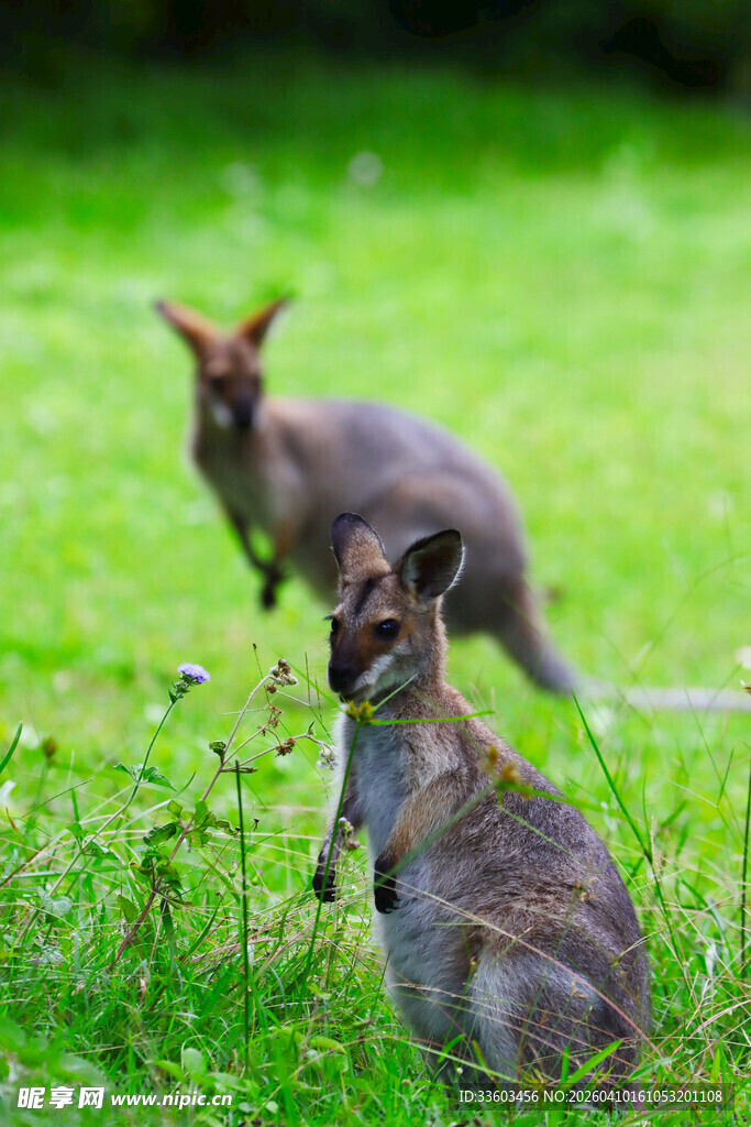 草地上的两只可爱袋鼠