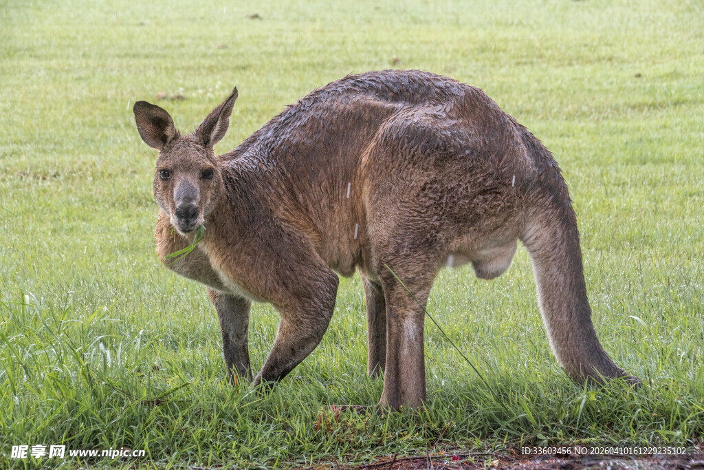 草地上的袋鼠