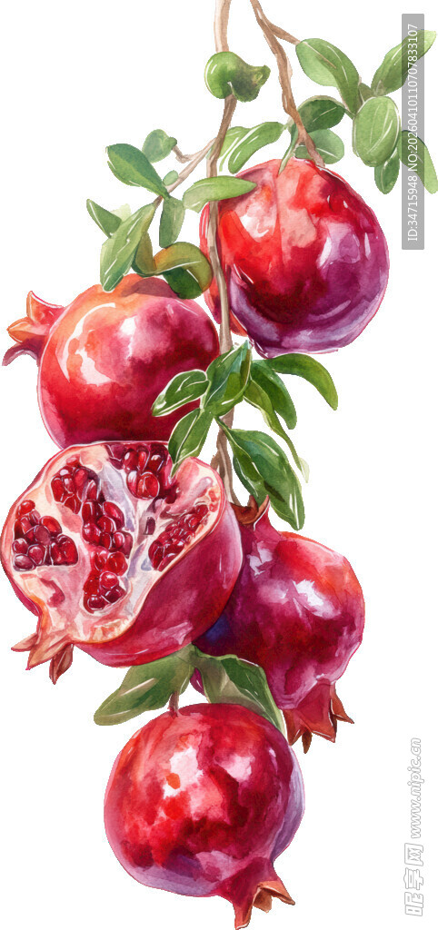 枝头饱满的成熟红石榴