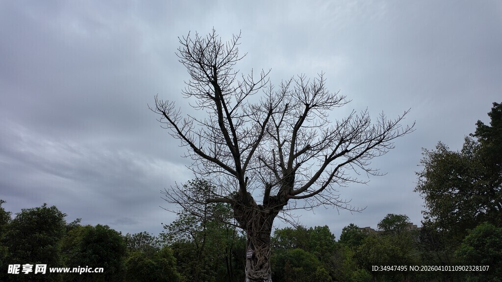 孤独枯树立于阴沉天空下