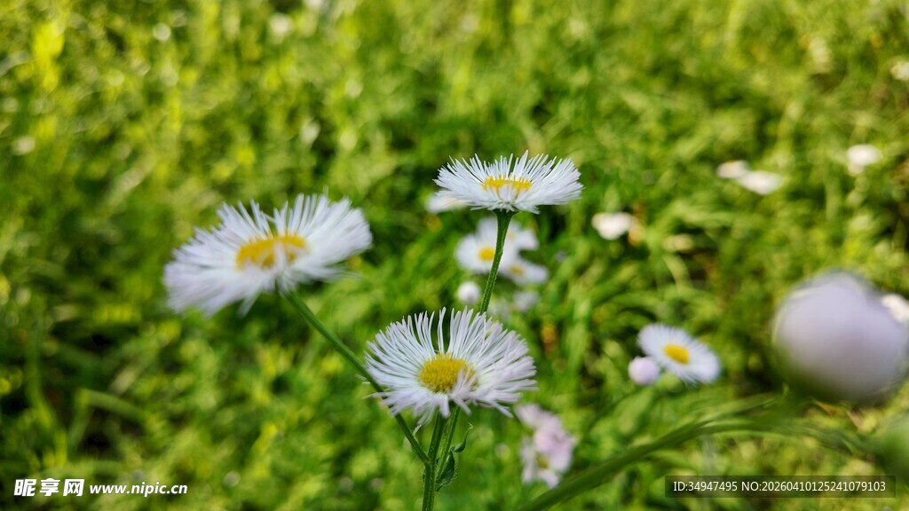 草地上的雏菊与蛋