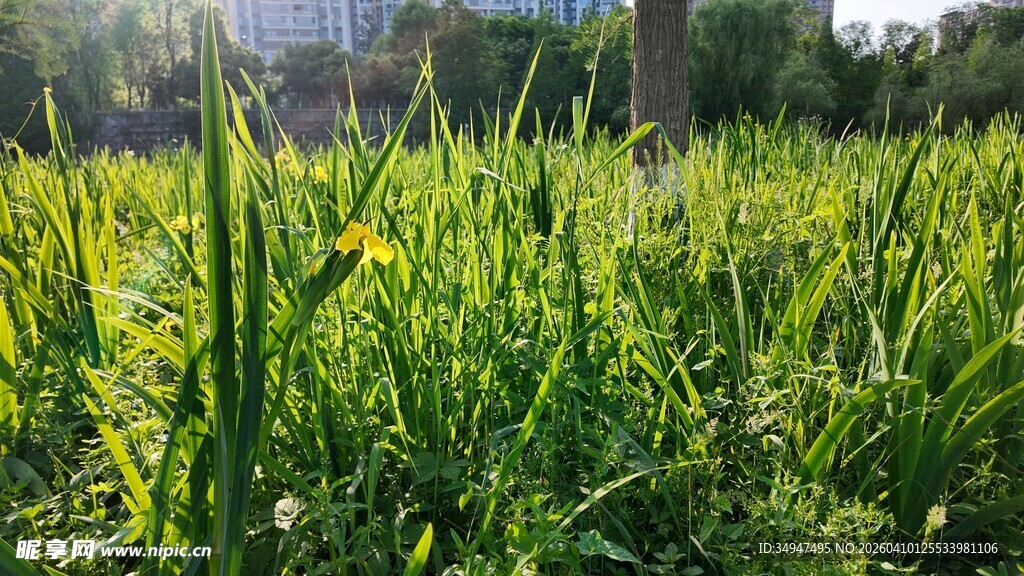 绿意盎然的草地花卉景观
