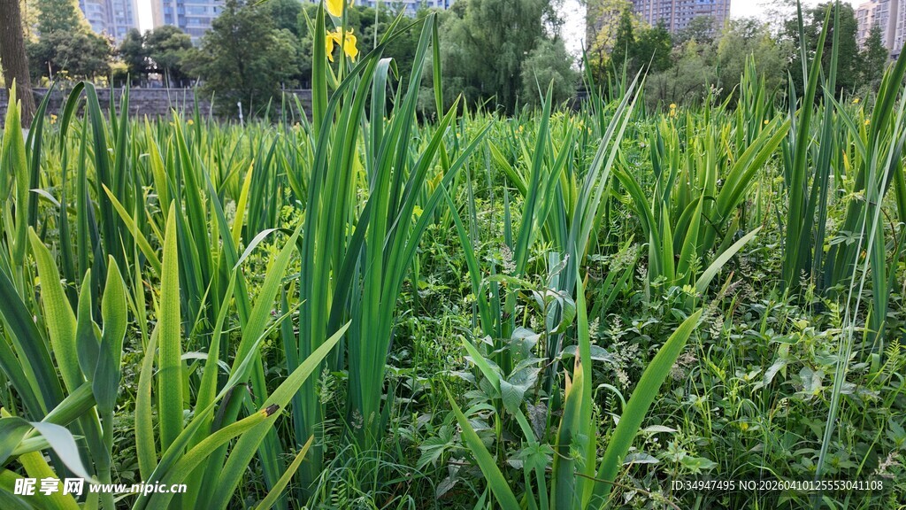 葱郁田野中的蓬勃绿植