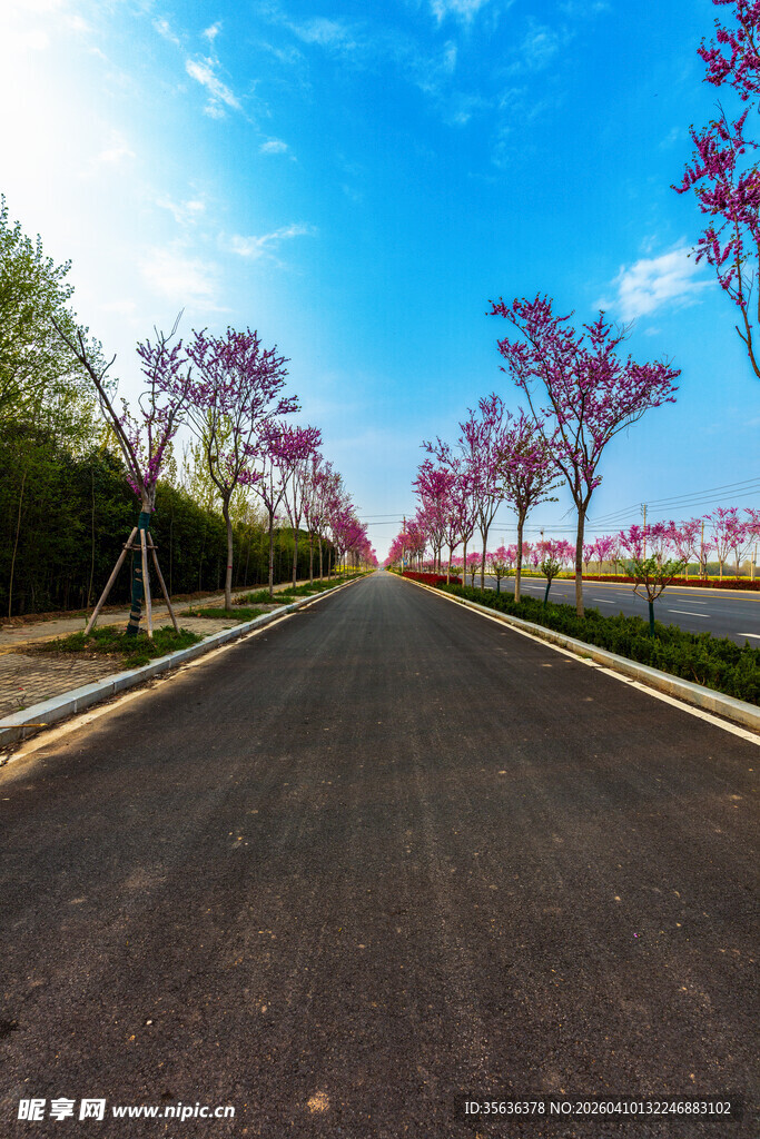 春日繁花装点的宽阔道路
