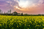 夕阳下的金黄油菜花田