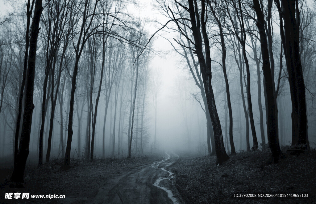 迷雾森林中的幽静小径