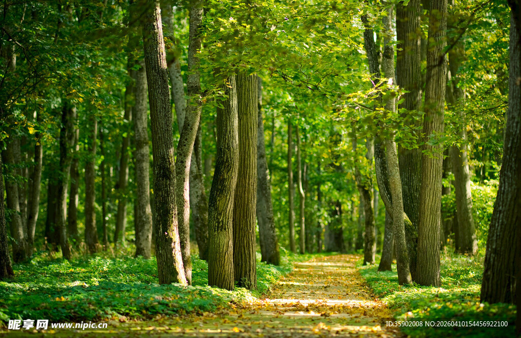 林间幽径绿意盎然的森林