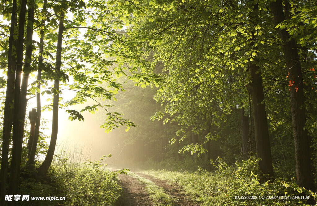 林间晨光小道