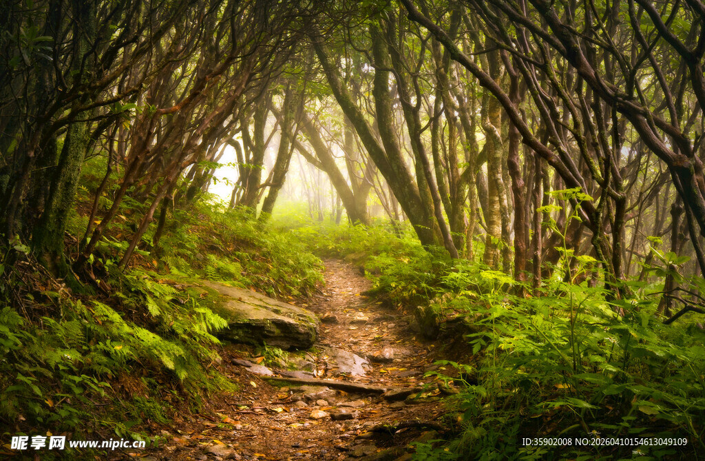 林间幽径绿意盎然的自然景