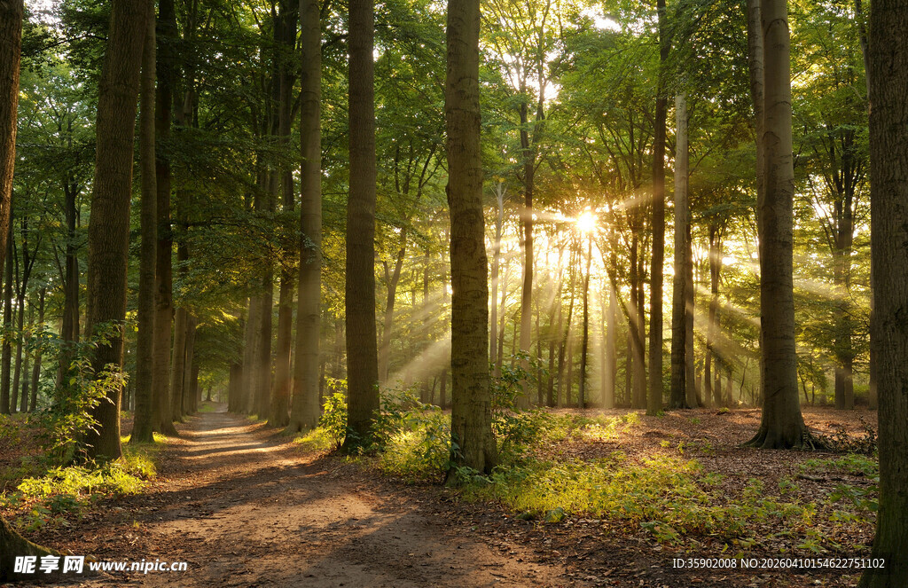 林间晨光中的静谧小径