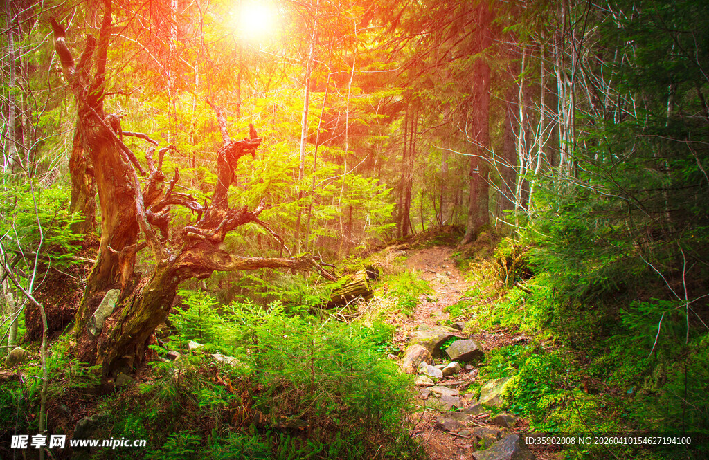 阳光洒落的森林小径