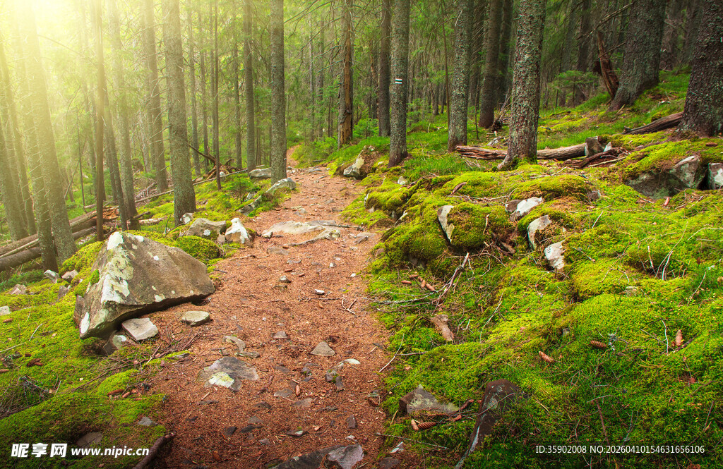 林间阳光小径绿意盎然
