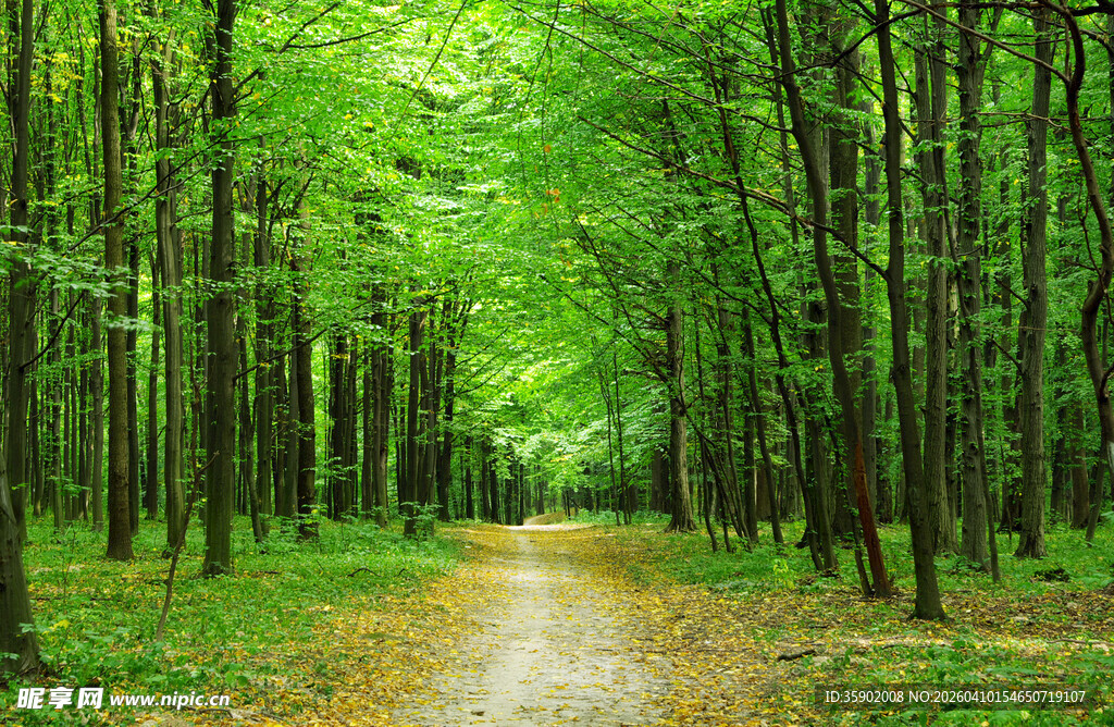 林间幽径绿意盎然的森林