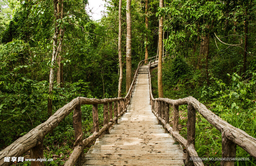 林间木径享自然静谧