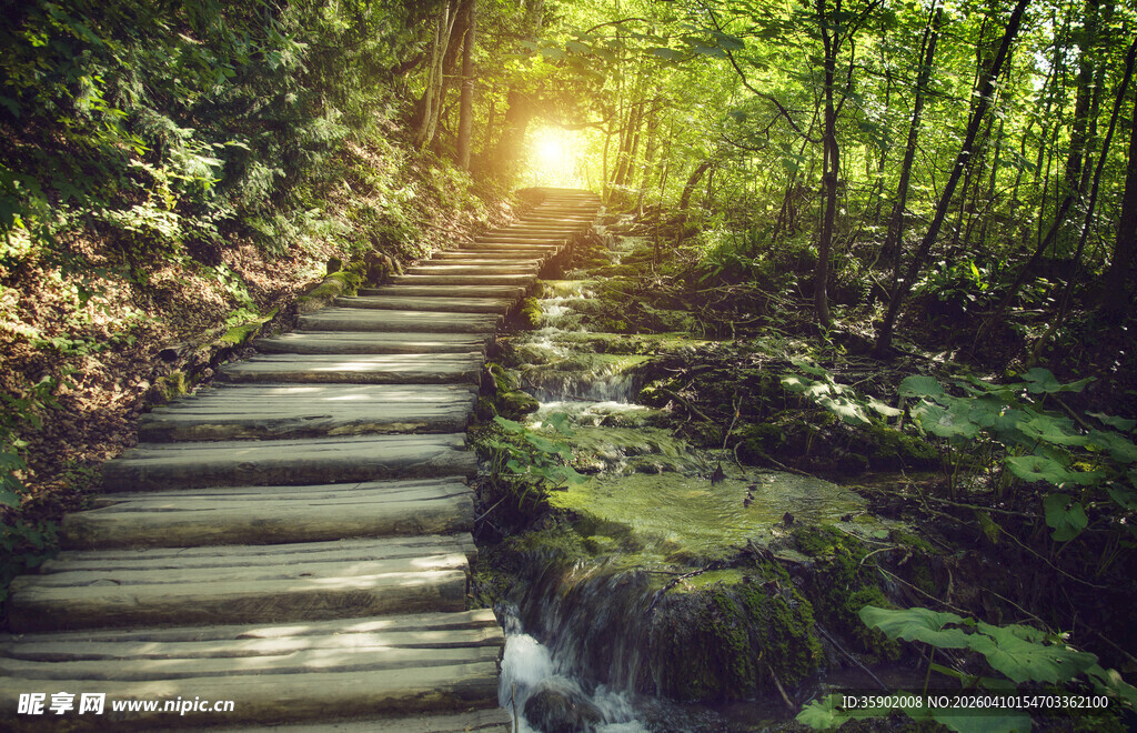 林间木径阳光洒落